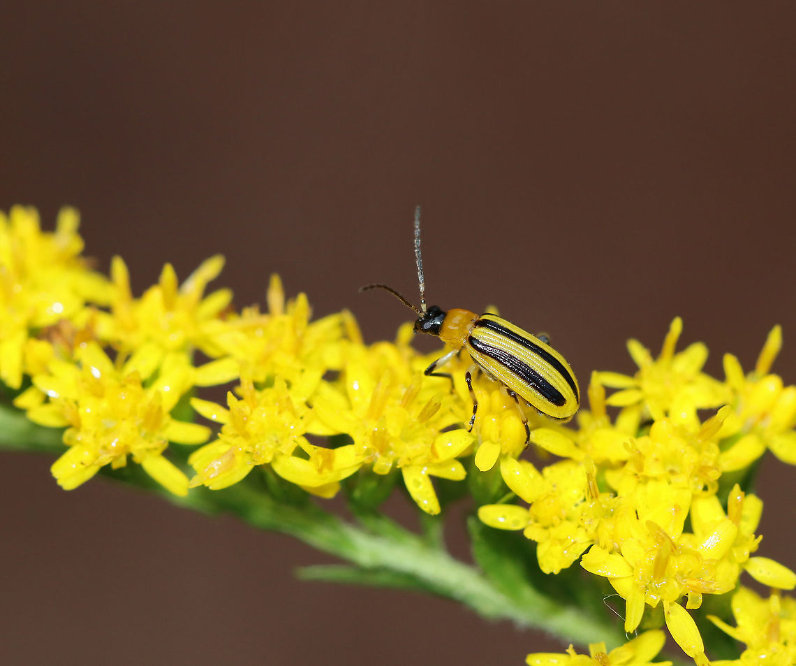 Striped Cucumber Beetle - Acalymma vittatum Habitat: Meadow Acalymma,Acalymma vittatum,Geotagged,Striped cucumber beetle,Summer,United States,beetle,cucumber beetle