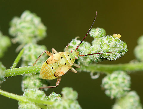 Tarnished Plant Bug - Lygus lineolaris Habitat: Meadow Geotagged,Lygus,Lygus lineolaris,Summer,Tarnished plant bug,United States,bug,nymph,plant bug