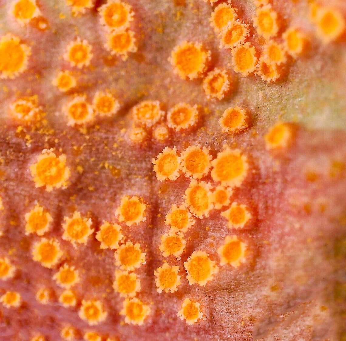 Spring Beauty Rust - Puccinia mariae-wilsoniae These leaves have been in a jar in my fridge for a couple weeks. I had intended to take some pics of them under the microscope sooner, but didn&#039;t have time until yesterday. The orange depressions were empty a couple weeks ago, but are now full of spores. Also, the leaves have turned red.<br />
<figure class="photo"><a href="https://www.jungledragon.com/image/113851/spring_beauty_rust_-_puccinia_mariae-wilsoniae.html" title="Spring Beauty Rust - Puccinia mariae-wilsoniae"><img src="https://s3.amazonaws.com/media.jungledragon.com/images/3232/113851_thumb.jpg?AWSAccessKeyId=05GMT0V3GWVNE7GGM1R2&Expires=1759968010&Signature=f4sIetSzMi1MRufpAkZeJQKjyTE%3D" width="200" height="160" alt="Spring Beauty Rust - Puccinia mariae-wilsoniae These leaves have been in a jar in my fridge for a couple weeks. I had intended to take some pics of them under the microscope sooner, but didn&#039;t have time until yesterday. The orange depressions were empty a couple weeks ago, but are now full of spores. Also, the leaves have turned red.<br />
https://www.jungledragon.com/image/113850/spring_beauty_rust_-_puccinia_mariae-wilsoniae.html<br />
Initial observation:<br />
https://www.jungledragon.com/image/112730/spring_beauty_rust_-_puccinia_mariae-wilsoniae.html Geotagged,Puccinia,Puccinia mariae-wilsoniae,Spring beauty rust,United States,rust,spring beauty" /></a></figure><br />
Initial observation:<br />
<figure class="photo"><a href="https://www.jungledragon.com/image/112730/spring_beauty_rust_-_puccinia_mariae-wilsoniae.html" title="Spring Beauty Rust - Puccinia mariae-wilsoniae"><img src="https://s3.amazonaws.com/media.jungledragon.com/images/3232/112730_thumb.jpg?AWSAccessKeyId=05GMT0V3GWVNE7GGM1R2&Expires=1759968010&Signature=Q1gSkrbnDv089zglHW9xaRoAKyo%3D" width="200" height="162" alt="Spring Beauty Rust - Puccinia mariae-wilsoniae Habitat: Deciduous forest; there was a whole cluster of infected spring beauty plants<br />
https://www.jungledragon.com/image/112732/spring_beauty_rust_-_puccinia_mariae-wilsoniae.html<br />
https://www.jungledragon.com/image/112731/spring_beauty_rust_-_puccinia_mariae-wilsoniae.html<br />
https://www.jungledragon.com/image/112729/spring_beauty_rust_-_puccinia_mariae-wilsoniae.html<br />
<br />
Nineteen days later (during which they were stored in a refrigerator):<br />
https://www.jungledragon.com/image/113851/spring_beauty_rust_-_puccinia_mariae-wilsoniae.html Geotagged,Puccinia mariae-wilsoniae,Spring,Spring beauty rust,United States" /></a></figure> Geotagged,Puccinia mariae-wilsoniae,Spring beauty rust,United States