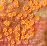 Spring Beauty Rust - Puccinia mariae-wilsoniae These leaves have been in a jar in my fridge for a couple weeks. I had intended to take some pics of them under the microscope sooner, but didn't have time until yesterday. The orange depressions were empty a couple weeks ago, but are now full of spores. Also, the leaves have turned red.<br />
https://www.jungledragon.com/image/113851/spring_beauty_rust_-_puccinia_mariae-wilsoniae.html<br />
Initial observation:<br />
https://www.jungledragon.com/image/112730/spring_beauty_rust_-_puccinia_mariae-wilsoniae.html Geotagged,Puccinia mariae-wilsoniae,Spring beauty rust,United States