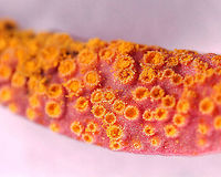 Spring Beauty Rust - Puccinia mariae-wilsoniae These leaves have been in a jar in my fridge for a couple weeks. I had intended to take some pics of them under the microscope sooner, but didn't have time until yesterday. The orange depressions were empty a couple weeks ago, but are now full of spores. Also, the leaves have turned red.<br />
https://www.jungledragon.com/image/113850/spring_beauty_rust_-_puccinia_mariae-wilsoniae.html<br />
Initial observation:<br />
https://www.jungledragon.com/image/112730/spring_beauty_rust_-_puccinia_mariae-wilsoniae.html Geotagged,Puccinia,Puccinia mariae-wilsoniae,Spring beauty rust,United States,rust,spring beauty