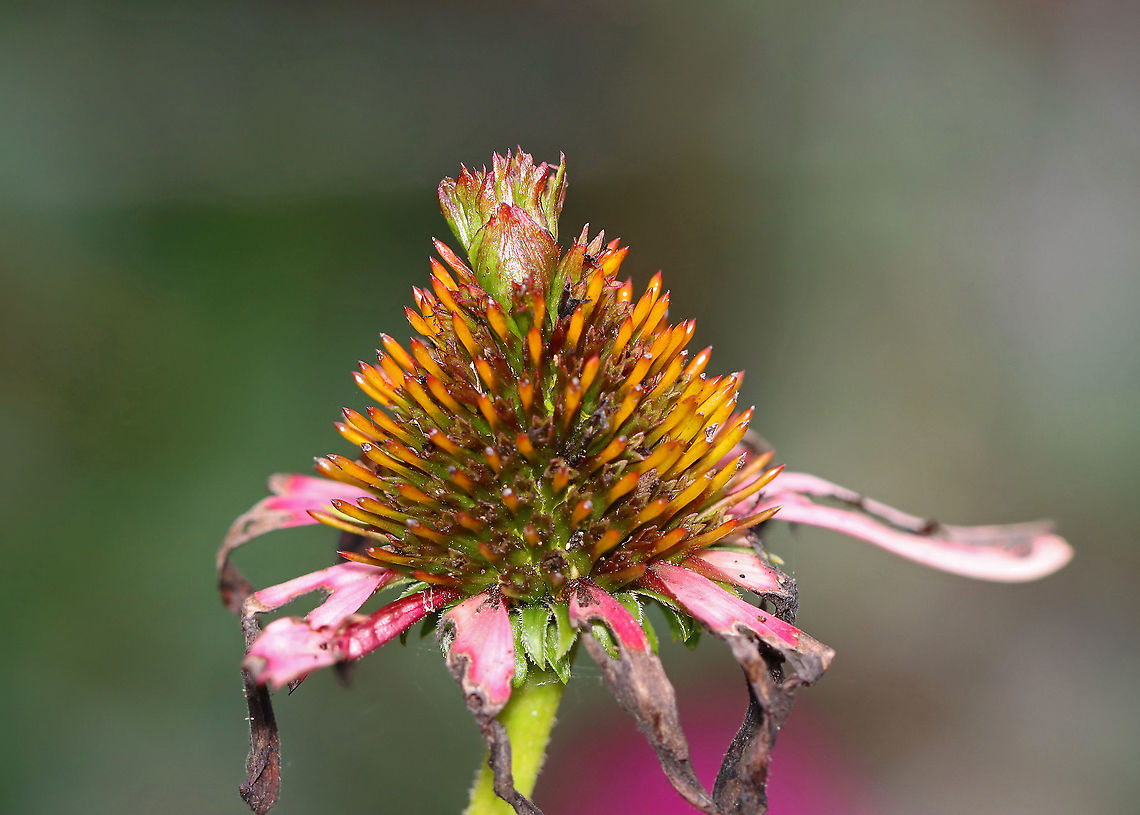 Coneflower Rosette Mite (Family Eriophyidae) on Echinacea sp. The tuft growth on the disc of this coneflower is caused by a tiny eriophyid mite. These mites cause flower head distortion by feeding at the base of the flowers. Eriophyid mites are unique in that they only have 2 pairs of legs (most mites have 4 pairs), and they are so tiny that you would need 40x magnification to see them clearly (most mites can be seen with a 10x hand lens).<br />
<br />
The mite has yet to be taxonomically categorized, so it has no scientific name. But, it's generally referred to as the Coneflower Rosette Mite based on the damage that it causes to coneflowers.<br />
<br />
The chewed up petals were likely damaged by Japanese beetles (Popillia japonica).<br />
<br />
Habitat: Garden Coneflower Rosette Mite,Echinacea,Eriophyidae,Geotagged,Summer,United States,mite gall