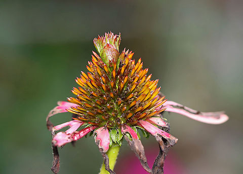 Coneflower Rosette Mite (Family Eriophyidae) on Echinacea sp. The tuft growth on the disc of this coneflower is caused by a tiny eriophyid mite. These mites cause flower head distortion by feeding at the base of the flowers. Eriophyid mites are unique in that they only have 2 pairs of legs (most mites have 4 pairs), and they are so tiny that you would need 40x magnification to see them clearly (most mites can be seen with a 10x hand lens).

The mite has yet to be taxonomically categorized, so it has no scientific name. But, it's generally referred to as the Coneflower Rosette Mite based on the damage that it causes to coneflowers.

The chewed up petals were likely damaged by Japanese beetles (Popillia japonica).

Habitat: Garden Coneflower Rosette Mite,Echinacea,Eriophyidae,Geotagged,Summer,United States,mite gall