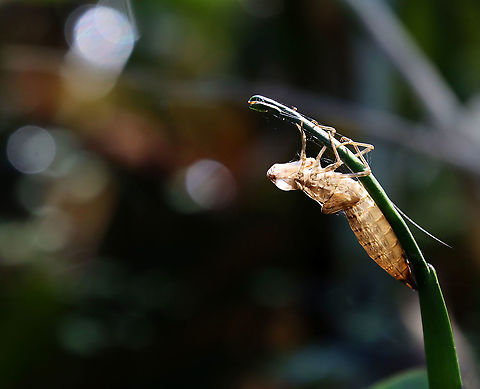 Dragonfly Exuvia There were 100's of exuvia on the plants in and around this pond. I've never noticed so many before!

Habitat: Clinging to vegetation in a small pond
https://www.jungledragon.com/image/113853/dragonfly_exuvia.html
https://www.jungledragon.com/image/113855/dragonfly_exuviae.html
https://www.jungledragon.com/image/113854/dragonfly_exuviae.html
https://www.jungledragon.com/image/113856/dragonfly_exuvia.html Geotagged,Odonata,Summer,United States,dragonfly,dragonfly exuvia,ecdysis,exuvia,nymph