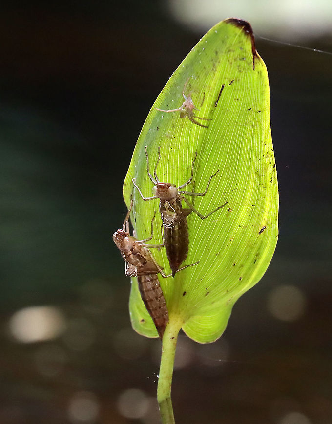 Dragonfly Exuviae This photo also has what looks like a spider exuvia on the leaf.<br />
<br />
There were 100&#039;s of exuvia on the plants in and around this pond. I&#039;ve never noticed so many before!<br />
<br />
Habitat: Clinging to vegetation in a small pond<br />
<figure class="photo"><a href="https://www.jungledragon.com/image/113853/dragonfly_exuvia.html" title="Dragonfly Exuvia"><img src="https://s3.amazonaws.com/media.jungledragon.com/images/3232/113853_thumb.jpg?AWSAccessKeyId=05GMT0V3GWVNE7GGM1R2&Expires=1759968010&Signature=fTQMm87OoZJYzEUlo31gvizB%2B9k%3D" width="200" height="164" alt="Dragonfly Exuvia There were 100&#039;s of exuvia on the plants in and around this pond. I&#039;ve never noticed so many before!<br />
<br />
Habitat: Clinging to vegetation in a small pond<br />
https://www.jungledragon.com/image/113853/dragonfly_exuvia.html<br />
https://www.jungledragon.com/image/113855/dragonfly_exuviae.html<br />
https://www.jungledragon.com/image/113854/dragonfly_exuviae.html<br />
https://www.jungledragon.com/image/113856/dragonfly_exuvia.html Geotagged,Odonata,Summer,United States,dragonfly,dragonfly exuvia,ecdysis,exuvia,nymph" /></a></figure><br />
<figure class="photo"><a href="https://www.jungledragon.com/image/113855/dragonfly_exuviae.html" title="Dragonfly Exuviae"><img src="https://s3.amazonaws.com/media.jungledragon.com/images/3232/113855_thumb.jpg?AWSAccessKeyId=05GMT0V3GWVNE7GGM1R2&Expires=1759968010&Signature=muboZKxnLzPsWwEMLQDeqQ3Yn4Q%3D" width="200" height="158" alt="Dragonfly Exuviae It would seem that the male had staked a claim on a female as they were emerging?<br />
<br />
There were 100&#039;s of exuvia on the plants in and around this pond. I&#039;ve never noticed so many before!<br />
<br />
Habitat: Clinging to vegetation in a small pond<br />
https://www.jungledragon.com/image/113853/dragonfly_exuvia.html<br />
https://www.jungledragon.com/image/113855/dragonfly_exuviae.html<br />
https://www.jungledragon.com/image/113854/dragonfly_exuviae.html<br />
https://www.jungledragon.com/image/113856/dragonfly_exuvia.html Exuviae,Geotagged,Summer,United States,dragonfly,exuvia" /></a></figure><br />
<figure class="photo"><a href="https://www.jungledragon.com/image/113854/dragonfly_exuviae.html" title="Dragonfly Exuviae"><img src="https://s3.amazonaws.com/media.jungledragon.com/images/3232/113854_thumb.jpg?AWSAccessKeyId=05GMT0V3GWVNE7GGM1R2&Expires=1759968010&Signature=SaVjbqY5t7BmoYrdzXwWMVH1Otw%3D" width="120" height="152" alt="Dragonfly Exuviae This photo also has what looks like a spider exuvia on the leaf.<br />
<br />
There were 100&#039;s of exuvia on the plants in and around this pond. I&#039;ve never noticed so many before!<br />
<br />
Habitat: Clinging to vegetation in a small pond<br />
https://www.jungledragon.com/image/113853/dragonfly_exuvia.html<br />
https://www.jungledragon.com/image/113855/dragonfly_exuviae.html<br />
https://www.jungledragon.com/image/113854/dragonfly_exuviae.html<br />
https://www.jungledragon.com/image/113856/dragonfly_exuvia.html Geotagged,Summer,United States" /></a></figure><br />
<figure class="photo"><a href="https://www.jungledragon.com/image/113856/dragonfly_exuvia.html" title="Dragonfly Exuvia"><img src="https://s3.amazonaws.com/media.jungledragon.com/images/3232/113856_thumb.jpg?AWSAccessKeyId=05GMT0V3GWVNE7GGM1R2&Expires=1759968010&Signature=GplUoNPDIB2sXY8jh2TXIejYzag%3D" width="104" height="152" alt="Dragonfly Exuvia There were 100&#039;s of exuvia on the plants in and around this pond. I&#039;ve never noticed so many before!<br />
<br />
Habitat: Clinging to vegetation in a small pond<br />
https://www.jungledragon.com/image/113853/dragonfly_exuvia.html<br />
https://www.jungledragon.com/image/113855/dragonfly_exuviae.html<br />
https://www.jungledragon.com/image/113854/dragonfly_exuviae.html<br />
https://www.jungledragon.com/image/113856/dragonfly_exuvia.html Geotagged,Summer,United States" /></a></figure> Geotagged,Summer,United States