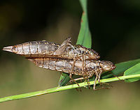 Dragonfly Exuviae It would seem that the male had staked a claim on a female as they were emerging?<br />
<br />
There were 100's of exuvia on the plants in and around this pond. I've never noticed so many before!<br />
<br />
Habitat: Clinging to vegetation in a small pond<br />
https://www.jungledragon.com/image/113853/dragonfly_exuvia.html<br />
https://www.jungledragon.com/image/113855/dragonfly_exuviae.html<br />
https://www.jungledragon.com/image/113854/dragonfly_exuviae.html<br />
https://www.jungledragon.com/image/113856/dragonfly_exuvia.html Exuviae,Geotagged,Summer,United States,dragonfly,exuvia