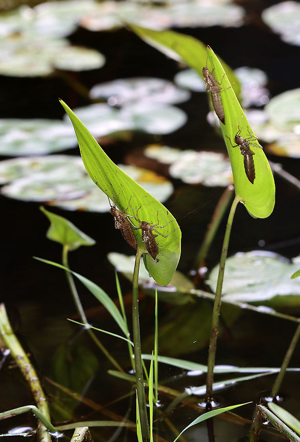 Dragonfly Exuvia There were 100&#039;s of exuvia on the plants in and around this pond. I&#039;ve never noticed so many before!<br />
<br />
Habitat: Clinging to vegetation in a small pond<br />
<figure class="photo"><a href="https://www.jungledragon.com/image/113853/dragonfly_exuvia.html" title="Dragonfly Exuvia"><img src="https://s3.amazonaws.com/media.jungledragon.com/images/3232/113853_thumb.jpg?AWSAccessKeyId=05GMT0V3GWVNE7GGM1R2&Expires=1767225610&Signature=xVnYKwH%2BER6QBmdLM83N%2FplObJo%3D" width="200" height="164" alt="Dragonfly Exuvia There were 100&#039;s of exuvia on the plants in and around this pond. I&#039;ve never noticed so many before!<br />
<br />
Habitat: Clinging to vegetation in a small pond<br />
https://www.jungledragon.com/image/113853/dragonfly_exuvia.html<br />
https://www.jungledragon.com/image/113855/dragonfly_exuviae.html<br />
https://www.jungledragon.com/image/113854/dragonfly_exuviae.html<br />
https://www.jungledragon.com/image/113856/dragonfly_exuvia.html Geotagged,Odonata,Summer,United States,dragonfly,dragonfly exuvia,ecdysis,exuvia,nymph" /></a></figure><br />
<figure class="photo"><a href="https://www.jungledragon.com/image/113855/dragonfly_exuviae.html" title="Dragonfly Exuviae"><img src="https://s3.amazonaws.com/media.jungledragon.com/images/3232/113855_thumb.jpg?AWSAccessKeyId=05GMT0V3GWVNE7GGM1R2&Expires=1767225610&Signature=EfeKHLGn%2BzHXuU9kHzOhPjaymns%3D" width="200" height="158" alt="Dragonfly Exuviae It would seem that the male had staked a claim on a female as they were emerging?<br />
<br />
There were 100&#039;s of exuvia on the plants in and around this pond. I&#039;ve never noticed so many before!<br />
<br />
Habitat: Clinging to vegetation in a small pond<br />
https://www.jungledragon.com/image/113853/dragonfly_exuvia.html<br />
https://www.jungledragon.com/image/113855/dragonfly_exuviae.html<br />
https://www.jungledragon.com/image/113854/dragonfly_exuviae.html<br />
https://www.jungledragon.com/image/113856/dragonfly_exuvia.html Exuviae,Geotagged,Summer,United States,dragonfly,exuvia" /></a></figure><br />
<figure class="photo"><a href="https://www.jungledragon.com/image/113854/dragonfly_exuviae.html" title="Dragonfly Exuviae"><img src="https://s3.amazonaws.com/media.jungledragon.com/images/3232/113854_thumb.jpg?AWSAccessKeyId=05GMT0V3GWVNE7GGM1R2&Expires=1767225610&Signature=z1F3BXWQ7XUnrQ%2Fvio1Xu9rv4nw%3D" width="120" height="152" alt="Dragonfly Exuviae This photo also has what looks like a spider exuvia on the leaf.<br />
<br />
There were 100&#039;s of exuvia on the plants in and around this pond. I&#039;ve never noticed so many before!<br />
<br />
Habitat: Clinging to vegetation in a small pond<br />
https://www.jungledragon.com/image/113853/dragonfly_exuvia.html<br />
https://www.jungledragon.com/image/113855/dragonfly_exuviae.html<br />
https://www.jungledragon.com/image/113854/dragonfly_exuviae.html<br />
https://www.jungledragon.com/image/113856/dragonfly_exuvia.html Geotagged,Summer,United States" /></a></figure><br />
<figure class="photo"><a href="https://www.jungledragon.com/image/113856/dragonfly_exuvia.html" title="Dragonfly Exuvia"><img src="https://s3.amazonaws.com/media.jungledragon.com/images/3232/113856_thumb.jpg?AWSAccessKeyId=05GMT0V3GWVNE7GGM1R2&Expires=1767225610&Signature=6ThxzS%2FoVUU2RnCJnl3apFy9kWM%3D" width="104" height="152" alt="Dragonfly Exuvia There were 100&#039;s of exuvia on the plants in and around this pond. I&#039;ve never noticed so many before!<br />
<br />
Habitat: Clinging to vegetation in a small pond<br />
https://www.jungledragon.com/image/113853/dragonfly_exuvia.html<br />
https://www.jungledragon.com/image/113855/dragonfly_exuviae.html<br />
https://www.jungledragon.com/image/113854/dragonfly_exuviae.html<br />
https://www.jungledragon.com/image/113856/dragonfly_exuvia.html Geotagged,Summer,United States" /></a></figure> Geotagged,Summer,United States