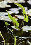 Dragonfly Exuvia There were 100's of exuvia on the plants in and around this pond. I've never noticed so many before!<br />
<br />
Habitat: Clinging to vegetation in a small pond<br />
https://www.jungledragon.com/image/113853/dragonfly_exuvia.html<br />
https://www.jungledragon.com/image/113855/dragonfly_exuviae.html<br />
https://www.jungledragon.com/image/113854/dragonfly_exuviae.html<br />
https://www.jungledragon.com/image/113856/dragonfly_exuvia.html Geotagged,Summer,United States