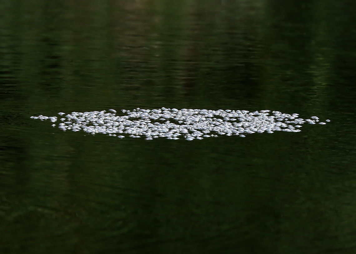 Whirligig Beetles - Dinetus emarginatus The pale specks on the surface of the water are clusters of whirligig beetles!<br />
<br />
Whirligigs are awesome, here are some reasons why:<br />
-They are the only aquatic beetles that use surface tension for support. They move about on the surface of the water erratically<br />
<br />
-They will expel defensive secretions (which smell like apples) from the tips of their abdomens if disturbed. This secretion is also a water repellent, which lowers surface tension so the whirligigs can ride a wave of recoiling water molecules!<br />
<br />
-They carry an air bubble around with them on the tip of the abdomen, which they breathe in when they are underwater.<br />
<br />
Habitat: Woodland pond<br />
<figure class="photo"><a href="https://www.jungledragon.com/image/113858/whirligig_beetles_-_dinetus_emarginatus.html" title="Whirligig Beetles - Dinetus emarginatus"><img src="https://s3.amazonaws.com/media.jungledragon.com/images/3232/113858_thumb.jpg?AWSAccessKeyId=05GMT0V3GWVNE7GGM1R2&Expires=1759968010&Signature=To9PmCKVmqFd8G7OX8av%2FnYehOY%3D" width="200" height="134" alt="Whirligig Beetles - Dinetus emarginatus The pale specks on the surface of the water are clusters of whirligig beetles!<br />
<br />
Whirligigs are awesome, here are some reasons why:<br />
-They are the only aquatic beetles that use surface tension for support. They move about on the surface of the water erratically<br />
<br />
-They will expel defensive secretions (which smell like apples) from the tips of their abdomens if disturbed. This secretion is also a water repellent, which lowers surface tension so the whirligigs can ride a wave of recoiling water molecules!<br />
<br />
-They carry an air bubble around with them on the tip of the abdomen, which they breathe in when they are underwater.<br />
<br />
Habitat: Woodland pond <br />
https://www.jungledragon.com/image/113857/whirligig_beetles_-_dinetus_emarginatus.html Dineutus,Dineutus emarginatus,Geotagged,Summer,United States,aquatic beetle,aquatic insects,beetles,whirligig beetle" /></a></figure> Dineutus emarginatus,Geotagged,Summer,United States,beetles