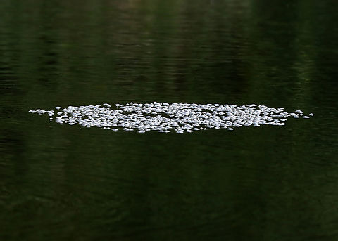 Whirligig Beetles - Dinetus emarginatus The pale specks on the surface of the water are clusters of whirligig beetles!

Whirligigs are awesome, here are some reasons why:
-They are the only aquatic beetles that use surface tension for support. They move about on the surface of the water erratically

-They will expel defensive secretions (which smell like apples) from the tips of their abdomens if disturbed. This secretion is also a water repellent, which lowers surface tension so the whirligigs can ride a wave of recoiling water molecules!

-They carry an air bubble around with them on the tip of the abdomen, which they breathe in when they are underwater.

Habitat: Woodland pond
https://www.jungledragon.com/image/113858/whirligig_beetles_-_dinetus_emarginatus.html Dineutus emarginatus,Geotagged,Summer,United States,beetles