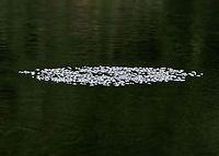 Whirligig Beetles - Dinetus emarginatus The pale specks on the surface of the water are clusters of whirligig beetles!<br />
<br />
Whirligigs are awesome, here are some reasons why:<br />
-They are the only aquatic beetles that use surface tension for support. They move about on the surface of the water erratically<br />
<br />
-They will expel defensive secretions (which smell like apples) from the tips of their abdomens if disturbed. This secretion is also a water repellent, which lowers surface tension so the whirligigs can ride a wave of recoiling water molecules!<br />
<br />
-They carry an air bubble around with them on the tip of the abdomen, which they breathe in when they are underwater.<br />
<br />
Habitat: Woodland pond<br />
https://www.jungledragon.com/image/113858/whirligig_beetles_-_dinetus_emarginatus.html Dineutus emarginatus,Geotagged,Summer,United States,beetles