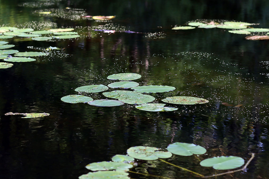 Whirligig Beetles - Dinetus emarginatus The pale specks on the surface of the water are clusters of whirligig beetles!<br />
<br />
Whirligigs are awesome, here are some reasons why:<br />
-They are the only aquatic beetles that use surface tension for support. They move about on the surface of the water erratically<br />
<br />
-They will expel defensive secretions (which smell like apples) from the tips of their abdomens if disturbed. This secretion is also a water repellent, which lowers surface tension so the whirligigs can ride a wave of recoiling water molecules!<br />
<br />
-They carry an air bubble around with them on the tip of the abdomen, which they breathe in when they are underwater.<br />
<br />
Habitat: Woodland pond <br />
<figure class="photo"><a href="https://www.jungledragon.com/image/113857/whirligig_beetles_-_dinetus_emarginatus.html" title="Whirligig Beetles - Dinetus emarginatus"><img src="https://s3.amazonaws.com/media.jungledragon.com/images/3232/113857_thumb.jpg?AWSAccessKeyId=05GMT0V3GWVNE7GGM1R2&Expires=1769040010&Signature=5VBlkLcUEgoH1p6cj1dywTXRdoU%3D" width="200" height="144" alt="Whirligig Beetles - Dinetus emarginatus The pale specks on the surface of the water are clusters of whirligig beetles!<br />
<br />
Whirligigs are awesome, here are some reasons why:<br />
-They are the only aquatic beetles that use surface tension for support. They move about on the surface of the water erratically<br />
<br />
-They will expel defensive secretions (which smell like apples) from the tips of their abdomens if disturbed. This secretion is also a water repellent, which lowers surface tension so the whirligigs can ride a wave of recoiling water molecules!<br />
<br />
-They carry an air bubble around with them on the tip of the abdomen, which they breathe in when they are underwater.<br />
<br />
Habitat: Woodland pond<br />
https://www.jungledragon.com/image/113858/whirligig_beetles_-_dinetus_emarginatus.html Dineutus emarginatus,Geotagged,Summer,United States,beetles" /></a></figure> Dineutus,Dineutus emarginatus,Geotagged,Summer,United States,aquatic beetle,aquatic insects,beetles,whirligig beetle