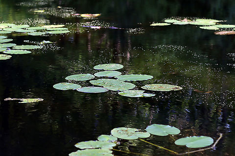 Whirligig Beetles - Dinetus emarginatus The pale specks on the surface of the water are clusters of whirligig beetles!

Whirligigs are awesome, here are some reasons why:
-They are the only aquatic beetles that use surface tension for support. They move about on the surface of the water erratically

-They will expel defensive secretions (which smell like apples) from the tips of their abdomens if disturbed. This secretion is also a water repellent, which lowers surface tension so the whirligigs can ride a wave of recoiling water molecules!

-They carry an air bubble around with them on the tip of the abdomen, which they breathe in when they are underwater.

Habitat: Woodland pond 
https://www.jungledragon.com/image/113857/whirligig_beetles_-_dinetus_emarginatus.html Dineutus,Dineutus emarginatus,Geotagged,Summer,United States,aquatic beetle,aquatic insects,beetles,whirligig beetle