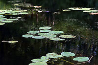 Whirligig Beetles - Dinetus emarginatus The pale specks on the surface of the water are clusters of whirligig beetles!<br />
<br />
Whirligigs are awesome, here are some reasons why:<br />
-They are the only aquatic beetles that use surface tension for support. They move about on the surface of the water erratically<br />
<br />
-They will expel defensive secretions (which smell like apples) from the tips of their abdomens if disturbed. This secretion is also a water repellent, which lowers surface tension so the whirligigs can ride a wave of recoiling water molecules!<br />
<br />
-They carry an air bubble around with them on the tip of the abdomen, which they breathe in when they are underwater.<br />
<br />
Habitat: Woodland pond <br />
https://www.jungledragon.com/image/113857/whirligig_beetles_-_dinetus_emarginatus.html Dineutus,Dineutus emarginatus,Geotagged,Summer,United States,aquatic beetle,aquatic insects,beetles,whirligig beetle
