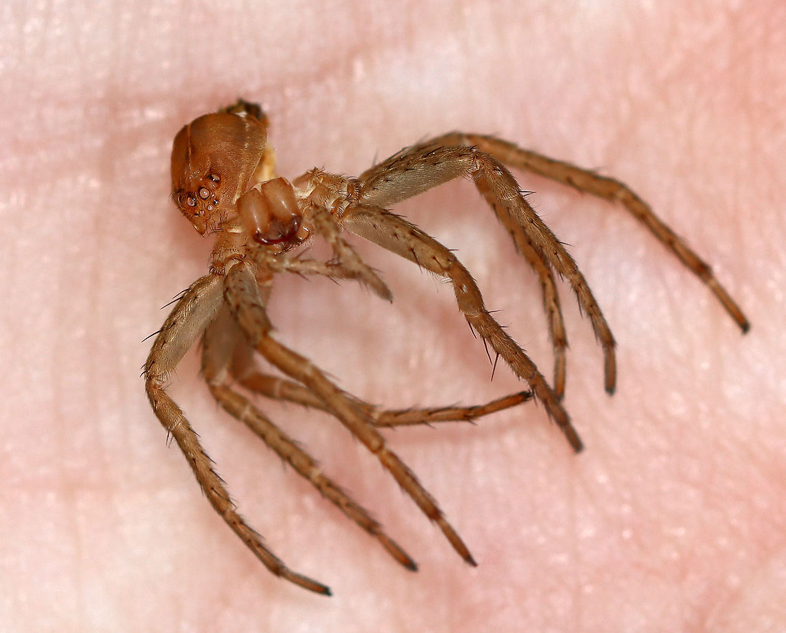 Fishing Spider Exuvia - Dolomedes sp. This is the exuvia from a fishing spider. Zoom in to check out the eyes!<br />
<br />
There were lots of these fishing at the pond.<figure class="photo"><a href="https://www.jungledragon.com/image/113859/fishing_spider_exuvia_-_dolomedes_sp.html" title="Fishing Spider Exuvia - Dolomedes sp."><img src="https://s3.amazonaws.com/media.jungledragon.com/images/3232/113859_thumb.jpg?AWSAccessKeyId=05GMT0V3GWVNE7GGM1R2&Expires=1769040010&Signature=rCv4s1RGwmcnEEJ4Zufhe8pR8DQ%3D" width="200" height="162" alt="Fishing Spider Exuvia - Dolomedes sp. This is the exuvia from a fishing spider. Zoom in to check out the eyes!<br />
<br />
There were lots of these fishing at the pond.https://www.jungledragon.com/image/113859/fishing_spider_exuvia_-_dolomedes_sp.html<br />
https://www.jungledragon.com/image/113860/fishing_spider_-_dolomedes_sp.html<br />
https://www.jungledragon.com/image/113861/fishing_spider_-_dolomedes_sp.html<br />
<br />
Habitat: Woodland pond Geotagged,Summer,United States" /></a></figure><br />
<figure class="photo"><a href="https://www.jungledragon.com/image/113860/fishing_spider_-_dolomedes_sp.html" title="Fishing Spider - Dolomedes sp."><img src="https://s3.amazonaws.com/media.jungledragon.com/images/3232/113860_thumb.jpg?AWSAccessKeyId=05GMT0V3GWVNE7GGM1R2&Expires=1769040010&Signature=5ZxFWOywSX7qi9UY99naFFWQZ2w%3D" width="200" height="144" alt="Fishing Spider - Dolomedes sp. There were lots of these fishing at the pond.<br />
<br />
Habitat: Woodland pond<br />
https://www.jungledragon.com/image/113859/fishing_spider_exuvia_-_dolomedes_sp.html<br />
https://www.jungledragon.com/image/113860/fishing_spider_-_dolomedes_sp.html<br />
https://www.jungledragon.com/image/113861/fishing_spider_-_dolomedes_sp.html Geotagged,Summer,United States" /></a></figure><br />
<figure class="photo"><a href="https://www.jungledragon.com/image/113861/fishing_spider_-_dolomedes_sp.html" title="Fishing Spider - Dolomedes sp."><img src="https://s3.amazonaws.com/media.jungledragon.com/images/3232/113861_thumb.jpg?AWSAccessKeyId=05GMT0V3GWVNE7GGM1R2&Expires=1769040010&Signature=fzKEqGRX8pim1zB9Ub322EtBoJo%3D" width="200" height="150" alt="Fishing Spider - Dolomedes sp. There were lots of these fishing at the pond.<br />
<br />
Habitat: Woodland pond<br />
https://www.jungledragon.com/image/113859/fishing_spider_exuvia_-_dolomedes_sp.html<br />
https://www.jungledragon.com/image/113860/fishing_spider_-_dolomedes_sp.html<br />
https://www.jungledragon.com/image/113861/fishing_spider_-_dolomedes_sp.html Dolomedes,Geotagged,Summer,United States,fishing spider,spider" /></a></figure><br />
<br />
Habitat: Woodland pond Geotagged,Summer,United States