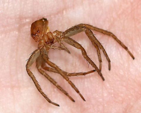 Fishing Spider Exuvia - Dolomedes sp. This is the exuvia from a fishing spider. Zoom in to check out the eyes!

There were lots of these fishing at the pond.https://www.jungledragon.com/image/113859/fishing_spider_exuvia_-_dolomedes_sp.html
https://www.jungledragon.com/image/113860/fishing_spider_-_dolomedes_sp.html
https://www.jungledragon.com/image/113861/fishing_spider_-_dolomedes_sp.html

Habitat: Woodland pond Geotagged,Summer,United States