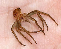 Fishing Spider Exuvia - Dolomedes sp. This is the exuvia from a fishing spider. Zoom in to check out the eyes!<br />
<br />
There were lots of these fishing at the pond.https://www.jungledragon.com/image/113859/fishing_spider_exuvia_-_dolomedes_sp.html<br />
https://www.jungledragon.com/image/113860/fishing_spider_-_dolomedes_sp.html<br />
https://www.jungledragon.com/image/113861/fishing_spider_-_dolomedes_sp.html<br />
<br />
Habitat: Woodland pond Geotagged,Summer,United States