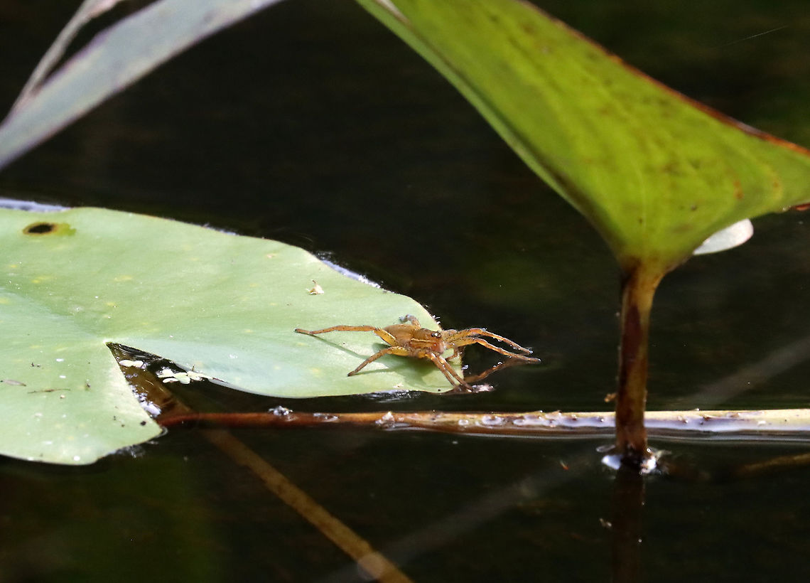 Fishing Spider - Dolomedes sp. There were lots of these fishing at the pond.<br />
<br />
Habitat: Woodland pond<br />
<figure class="photo"><a href="https://www.jungledragon.com/image/113859/fishing_spider_exuvia_-_dolomedes_sp.html" title="Fishing Spider Exuvia - Dolomedes sp."><img src="https://s3.amazonaws.com/media.jungledragon.com/images/3232/113859_thumb.jpg?AWSAccessKeyId=05GMT0V3GWVNE7GGM1R2&Expires=1769040010&Signature=rCv4s1RGwmcnEEJ4Zufhe8pR8DQ%3D" width="200" height="162" alt="Fishing Spider Exuvia - Dolomedes sp. This is the exuvia from a fishing spider. Zoom in to check out the eyes!<br />
<br />
There were lots of these fishing at the pond.https://www.jungledragon.com/image/113859/fishing_spider_exuvia_-_dolomedes_sp.html<br />
https://www.jungledragon.com/image/113860/fishing_spider_-_dolomedes_sp.html<br />
https://www.jungledragon.com/image/113861/fishing_spider_-_dolomedes_sp.html<br />
<br />
Habitat: Woodland pond Geotagged,Summer,United States" /></a></figure><br />
<figure class="photo"><a href="https://www.jungledragon.com/image/113860/fishing_spider_-_dolomedes_sp.html" title="Fishing Spider - Dolomedes sp."><img src="https://s3.amazonaws.com/media.jungledragon.com/images/3232/113860_thumb.jpg?AWSAccessKeyId=05GMT0V3GWVNE7GGM1R2&Expires=1769040010&Signature=5ZxFWOywSX7qi9UY99naFFWQZ2w%3D" width="200" height="144" alt="Fishing Spider - Dolomedes sp. There were lots of these fishing at the pond.<br />
<br />
Habitat: Woodland pond<br />
https://www.jungledragon.com/image/113859/fishing_spider_exuvia_-_dolomedes_sp.html<br />
https://www.jungledragon.com/image/113860/fishing_spider_-_dolomedes_sp.html<br />
https://www.jungledragon.com/image/113861/fishing_spider_-_dolomedes_sp.html Geotagged,Summer,United States" /></a></figure><br />
<figure class="photo"><a href="https://www.jungledragon.com/image/113861/fishing_spider_-_dolomedes_sp.html" title="Fishing Spider - Dolomedes sp."><img src="https://s3.amazonaws.com/media.jungledragon.com/images/3232/113861_thumb.jpg?AWSAccessKeyId=05GMT0V3GWVNE7GGM1R2&Expires=1769040010&Signature=fzKEqGRX8pim1zB9Ub322EtBoJo%3D" width="200" height="150" alt="Fishing Spider - Dolomedes sp. There were lots of these fishing at the pond.<br />
<br />
Habitat: Woodland pond<br />
https://www.jungledragon.com/image/113859/fishing_spider_exuvia_-_dolomedes_sp.html<br />
https://www.jungledragon.com/image/113860/fishing_spider_-_dolomedes_sp.html<br />
https://www.jungledragon.com/image/113861/fishing_spider_-_dolomedes_sp.html Dolomedes,Geotagged,Summer,United States,fishing spider,spider" /></a></figure> Geotagged,Summer,United States