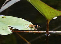 Fishing Spider - Dolomedes sp. There were lots of these fishing at the pond.<br />
<br />
Habitat: Woodland pond<br />
https://www.jungledragon.com/image/113859/fishing_spider_exuvia_-_dolomedes_sp.html<br />
https://www.jungledragon.com/image/113860/fishing_spider_-_dolomedes_sp.html<br />
https://www.jungledragon.com/image/113861/fishing_spider_-_dolomedes_sp.html Geotagged,Summer,United States