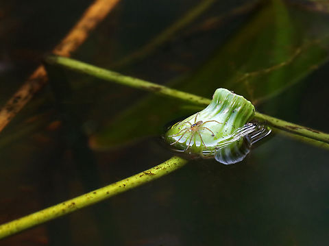 Fishing Spider - Dolomedes sp. There were lots of these fishing at the pond.

Habitat: Woodland pond
https://www.jungledragon.com/image/113859/fishing_spider_exuvia_-_dolomedes_sp.html
https://www.jungledragon.com/image/113860/fishing_spider_-_dolomedes_sp.html
https://www.jungledragon.com/image/113861/fishing_spider_-_dolomedes_sp.html Dolomedes,Geotagged,Summer,United States,fishing spider,spider