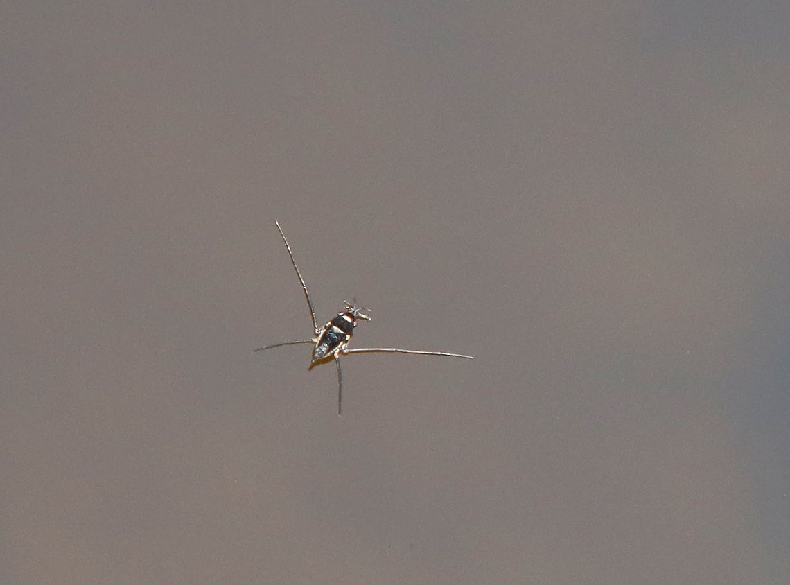 Water Strider - Rheumatobates rileyi <br />
<br />
Habitat: Pond Geotagged,Gerridae,Rheumatobates rileyi,Summer,United States,aquatic insect,water strider