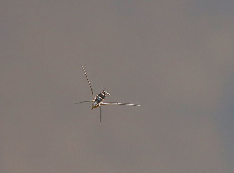 Water Strider - Rheumatobates rileyi 

Habitat: Pond Geotagged,Gerridae,Rheumatobates rileyi,Summer,United States,aquatic insect,water strider