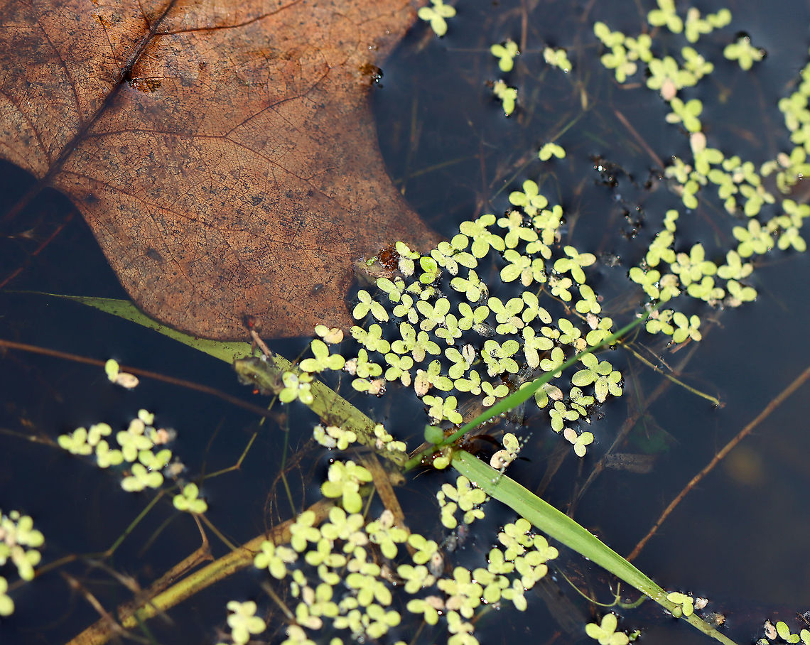 Duckweed - Lemna minor Habitat: Woodland pond<br />
<figure class="photo"><a href="https://www.jungledragon.com/image/113864/duckweed_-_lemna_minor.html" title="Duckweed - Lemna minor"><img src="https://s3.amazonaws.com/media.jungledragon.com/images/3232/113864_thumb.jpg?AWSAccessKeyId=05GMT0V3GWVNE7GGM1R2&Expires=1763596810&Signature=0MGhMVuJP9VtsjqgMyOTbwMTM%2FA%3D" width="200" height="142" alt="Duckweed - Lemna minor Habitat: Woodland pond<br />
https://www.jungledragon.com/image/113863/duckweed_-_lemna_minor.html Common duckweed,Geotagged,Lemna minor,Summer,United States" /></a></figure> Common duckweed,Geotagged,Lemna,Lemna minor,Summer,United States,duckweed