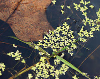 Duckweed - Lemna minor Habitat: Woodland pond<br />
https://www.jungledragon.com/image/113864/duckweed_-_lemna_minor.html Common duckweed,Geotagged,Lemna,Lemna minor,Summer,United States,duckweed