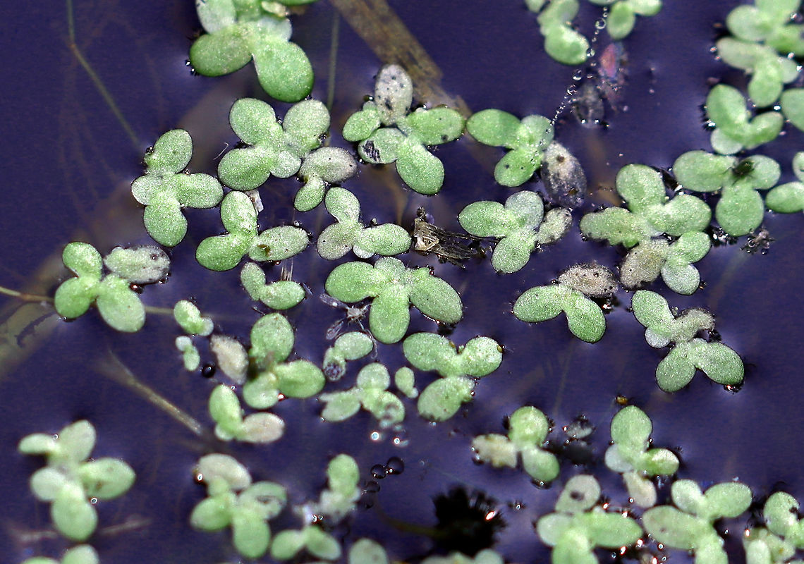 Duckweed - Lemna minor Habitat: Woodland pond<br />
<figure class="photo"><a href="https://www.jungledragon.com/image/113863/duckweed_-_lemna_minor.html" title="Duckweed - Lemna minor"><img src="https://s3.amazonaws.com/media.jungledragon.com/images/3232/113863_thumb.jpg?AWSAccessKeyId=05GMT0V3GWVNE7GGM1R2&Expires=1759968010&Signature=N7cuehZqBtkt245l8044SD%2BEj5I%3D" width="200" height="160" alt="Duckweed - Lemna minor Habitat: Woodland pond<br />
https://www.jungledragon.com/image/113864/duckweed_-_lemna_minor.html Common duckweed,Geotagged,Lemna,Lemna minor,Summer,United States,duckweed" /></a></figure> Common duckweed,Geotagged,Lemna minor,Summer,United States