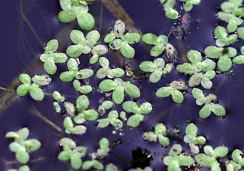 Duckweed - Lemna minor Habitat: Woodland pond
https://www.jungledragon.com/image/113863/duckweed_-_lemna_minor.html Common duckweed,Geotagged,Lemna minor,Summer,United States