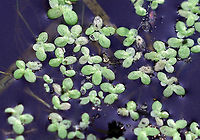 Duckweed - Lemna minor Habitat: Woodland pond<br />
https://www.jungledragon.com/image/113863/duckweed_-_lemna_minor.html Common duckweed,Geotagged,Lemna minor,Summer,United States