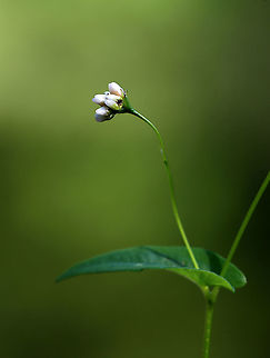 Arrowleaf Tearthumb - Persicaria sagittata Habitat: Pond edge
https://www.jungledragon.com/image/113865/arrowleaf_tearthumb_-_persicaria_sagittata.html
https://www.jungledragon.com/image/113867/arrowleaf_tearthumb_-_persicaria_sagittata.html
https://www.jungledragon.com/image/113866/arrowleaf_tearthumb_-_persicaria_sagittata.html
https://www.jungledragon.com/image/113868/arrowleaf_tearthumb_-_persicaria_sagittata.html 'Persicaria,Arrow-leaved Tearthumb,Geotagged,Persicaria sagittata,Summer,United States