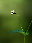 Arrowleaf Tearthumb - Persicaria sagittata Habitat: Pond edge<br />
https://www.jungledragon.com/image/113865/arrowleaf_tearthumb_-_persicaria_sagittata.html<br />
https://www.jungledragon.com/image/113867/arrowleaf_tearthumb_-_persicaria_sagittata.html<br />
https://www.jungledragon.com/image/113866/arrowleaf_tearthumb_-_persicaria_sagittata.html<br />
https://www.jungledragon.com/image/113868/arrowleaf_tearthumb_-_persicaria_sagittata.html 'Persicaria,Arrow-leaved Tearthumb,Geotagged,Persicaria sagittata,Summer,United States
