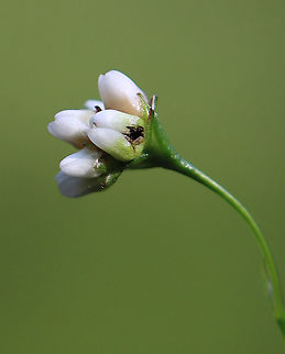 Arrowleaf Tearthumb - Persicaria sagittata Habitat: Pond edge
https://www.jungledragon.com/image/113865/arrowleaf_tearthumb_-_persicaria_sagittata.html
https://www.jungledragon.com/image/113867/arrowleaf_tearthumb_-_persicaria_sagittata.html
https://www.jungledragon.com/image/113866/arrowleaf_tearthumb_-_persicaria_sagittata.html
https://www.jungledragon.com/image/113868/arrowleaf_tearthumb_-_persicaria_sagittata.html Arrow-leaved Tearthumb,Geotagged,Persicaria sagittata,Summer,United States
