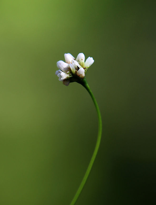 Arrowleaf Tearthumb - Persicaria sagittata Habitat: Pond edge<br />
<figure class="photo"><a href="https://www.jungledragon.com/image/113865/arrowleaf_tearthumb_-_persicaria_sagittata.html" title="Arrowleaf Tearthumb - Persicaria sagittata"><img src="https://s3.amazonaws.com/media.jungledragon.com/images/3232/113865_thumb.jpg?AWSAccessKeyId=05GMT0V3GWVNE7GGM1R2&Expires=1767225610&Signature=tsUaD3y0quoE980ky7tvt%2FxEF1c%3D" width="116" height="152" alt="Arrowleaf Tearthumb - Persicaria sagittata Habitat: Pond edge<br />
https://www.jungledragon.com/image/113865/arrowleaf_tearthumb_-_persicaria_sagittata.html<br />
https://www.jungledragon.com/image/113867/arrowleaf_tearthumb_-_persicaria_sagittata.html<br />
https://www.jungledragon.com/image/113866/arrowleaf_tearthumb_-_persicaria_sagittata.html<br />
https://www.jungledragon.com/image/113868/arrowleaf_tearthumb_-_persicaria_sagittata.html &#039;Persicaria,Arrow-leaved Tearthumb,Geotagged,Persicaria sagittata,Summer,United States" /></a></figure><br />
<figure class="photo"><a href="https://www.jungledragon.com/image/113867/arrowleaf_tearthumb_-_persicaria_sagittata.html" title="Arrowleaf Tearthumb - Persicaria sagittata"><img src="https://s3.amazonaws.com/media.jungledragon.com/images/3232/113867_thumb.jpg?AWSAccessKeyId=05GMT0V3GWVNE7GGM1R2&Expires=1767225610&Signature=Oo8a1Wz2TZASt22lyrBZv5%2FqIHM%3D" width="116" height="152" alt="Arrowleaf Tearthumb - Persicaria sagittata Habitat: Pond edge<br />
https://www.jungledragon.com/image/113865/arrowleaf_tearthumb_-_persicaria_sagittata.html<br />
https://www.jungledragon.com/image/113867/arrowleaf_tearthumb_-_persicaria_sagittata.html<br />
https://www.jungledragon.com/image/113866/arrowleaf_tearthumb_-_persicaria_sagittata.html<br />
https://www.jungledragon.com/image/113868/arrowleaf_tearthumb_-_persicaria_sagittata.html Arrow-leaved Tearthumb,Geotagged,Persicaria sagittata,Summer,United States" /></a></figure><br />
<figure class="photo"><a href="https://www.jungledragon.com/image/113866/arrowleaf_tearthumb_-_persicaria_sagittata.html" title="Arrowleaf Tearthumb - Persicaria sagittata"><img src="https://s3.amazonaws.com/media.jungledragon.com/images/3232/113866_thumb.jpg?AWSAccessKeyId=05GMT0V3GWVNE7GGM1R2&Expires=1767225610&Signature=%2BNXhIJwpxMxzO%2BNgCzZYpJ71rBM%3D" width="124" height="152" alt="Arrowleaf Tearthumb - Persicaria sagittata Habitat: Pond edge<br />
https://www.jungledragon.com/image/113865/arrowleaf_tearthumb_-_persicaria_sagittata.html<br />
https://www.jungledragon.com/image/113867/arrowleaf_tearthumb_-_persicaria_sagittata.html<br />
https://www.jungledragon.com/image/113866/arrowleaf_tearthumb_-_persicaria_sagittata.html<br />
https://www.jungledragon.com/image/113868/arrowleaf_tearthumb_-_persicaria_sagittata.html Arrow-leaved Tearthumb,Geotagged,Persicaria sagittata,Summer,United States" /></a></figure><br />
<figure class="photo"><a href="https://www.jungledragon.com/image/113868/arrowleaf_tearthumb_-_persicaria_sagittata.html" title="Arrowleaf Tearthumb - Persicaria sagittata"><img src="https://s3.amazonaws.com/media.jungledragon.com/images/3232/113868_thumb.jpg?AWSAccessKeyId=05GMT0V3GWVNE7GGM1R2&Expires=1767225610&Signature=jMaUUQWer%2FxYHat6kakpXoukCfg%3D" width="102" height="152" alt="Arrowleaf Tearthumb - Persicaria sagittata Habitat: Pond edge<br />
https://www.jungledragon.com/image/113865/arrowleaf_tearthumb_-_persicaria_sagittata.html<br />
https://www.jungledragon.com/image/113867/arrowleaf_tearthumb_-_persicaria_sagittata.html<br />
https://www.jungledragon.com/image/113866/arrowleaf_tearthumb_-_persicaria_sagittata.html<br />
https://www.jungledragon.com/image/113868/arrowleaf_tearthumb_-_persicaria_sagittata.html Arrow-leaved Tearthumb,Geotagged,Persicaria sagittata,Summer,United States" /></a></figure> Arrow-leaved Tearthumb,Geotagged,Persicaria sagittata,Summer,United States