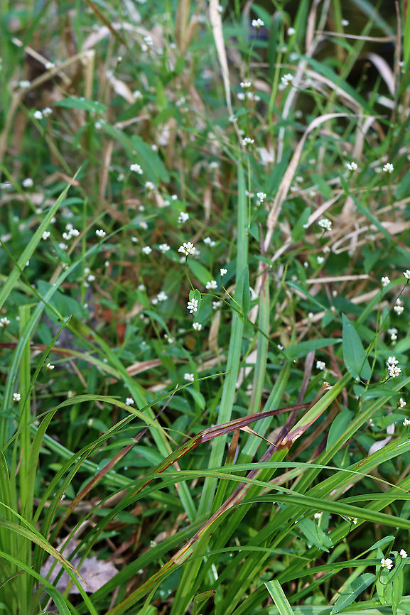 Arrowleaf Tearthumb - Persicaria sagittata Habitat: Pond edge<br />
<figure class="photo"><a href="https://www.jungledragon.com/image/113865/arrowleaf_tearthumb_-_persicaria_sagittata.html" title="Arrowleaf Tearthumb - Persicaria sagittata"><img src="https://s3.amazonaws.com/media.jungledragon.com/images/3232/113865_thumb.jpg?AWSAccessKeyId=05GMT0V3GWVNE7GGM1R2&Expires=1759968010&Signature=0DE0mwVxMYs%2FnwujOiJoXaRcD0A%3D" width="116" height="152" alt="Arrowleaf Tearthumb - Persicaria sagittata Habitat: Pond edge<br />
https://www.jungledragon.com/image/113865/arrowleaf_tearthumb_-_persicaria_sagittata.html<br />
https://www.jungledragon.com/image/113867/arrowleaf_tearthumb_-_persicaria_sagittata.html<br />
https://www.jungledragon.com/image/113866/arrowleaf_tearthumb_-_persicaria_sagittata.html<br />
https://www.jungledragon.com/image/113868/arrowleaf_tearthumb_-_persicaria_sagittata.html &#039;Persicaria,Arrow-leaved Tearthumb,Geotagged,Persicaria sagittata,Summer,United States" /></a></figure><br />
<figure class="photo"><a href="https://www.jungledragon.com/image/113867/arrowleaf_tearthumb_-_persicaria_sagittata.html" title="Arrowleaf Tearthumb - Persicaria sagittata"><img src="https://s3.amazonaws.com/media.jungledragon.com/images/3232/113867_thumb.jpg?AWSAccessKeyId=05GMT0V3GWVNE7GGM1R2&Expires=1759968010&Signature=qVgNry5Lv3nAORs1TF3pCTqsXoA%3D" width="116" height="152" alt="Arrowleaf Tearthumb - Persicaria sagittata Habitat: Pond edge<br />
https://www.jungledragon.com/image/113865/arrowleaf_tearthumb_-_persicaria_sagittata.html<br />
https://www.jungledragon.com/image/113867/arrowleaf_tearthumb_-_persicaria_sagittata.html<br />
https://www.jungledragon.com/image/113866/arrowleaf_tearthumb_-_persicaria_sagittata.html<br />
https://www.jungledragon.com/image/113868/arrowleaf_tearthumb_-_persicaria_sagittata.html Arrow-leaved Tearthumb,Geotagged,Persicaria sagittata,Summer,United States" /></a></figure><br />
<figure class="photo"><a href="https://www.jungledragon.com/image/113866/arrowleaf_tearthumb_-_persicaria_sagittata.html" title="Arrowleaf Tearthumb - Persicaria sagittata"><img src="https://s3.amazonaws.com/media.jungledragon.com/images/3232/113866_thumb.jpg?AWSAccessKeyId=05GMT0V3GWVNE7GGM1R2&Expires=1759968010&Signature=RyYVDMGMUet5CZw%2Bkd1v1DMRmMw%3D" width="124" height="152" alt="Arrowleaf Tearthumb - Persicaria sagittata Habitat: Pond edge<br />
https://www.jungledragon.com/image/113865/arrowleaf_tearthumb_-_persicaria_sagittata.html<br />
https://www.jungledragon.com/image/113867/arrowleaf_tearthumb_-_persicaria_sagittata.html<br />
https://www.jungledragon.com/image/113866/arrowleaf_tearthumb_-_persicaria_sagittata.html<br />
https://www.jungledragon.com/image/113868/arrowleaf_tearthumb_-_persicaria_sagittata.html Arrow-leaved Tearthumb,Geotagged,Persicaria sagittata,Summer,United States" /></a></figure><br />
<figure class="photo"><a href="https://www.jungledragon.com/image/113868/arrowleaf_tearthumb_-_persicaria_sagittata.html" title="Arrowleaf Tearthumb - Persicaria sagittata"><img src="https://s3.amazonaws.com/media.jungledragon.com/images/3232/113868_thumb.jpg?AWSAccessKeyId=05GMT0V3GWVNE7GGM1R2&Expires=1759968010&Signature=%2BHfPFO7weoOeqEEpfCa19GXB%2FaQ%3D" width="102" height="152" alt="Arrowleaf Tearthumb - Persicaria sagittata Habitat: Pond edge<br />
https://www.jungledragon.com/image/113865/arrowleaf_tearthumb_-_persicaria_sagittata.html<br />
https://www.jungledragon.com/image/113867/arrowleaf_tearthumb_-_persicaria_sagittata.html<br />
https://www.jungledragon.com/image/113866/arrowleaf_tearthumb_-_persicaria_sagittata.html<br />
https://www.jungledragon.com/image/113868/arrowleaf_tearthumb_-_persicaria_sagittata.html Arrow-leaved Tearthumb,Geotagged,Persicaria sagittata,Summer,United States" /></a></figure> Arrow-leaved Tearthumb,Geotagged,Persicaria sagittata,Summer,United States