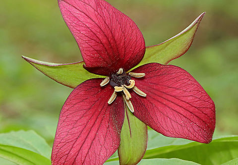 Red Trillium - Trillium erectum It was a gloomy day, but I was rewarded by all the Trillium that was in bloom!

Habitat: Mesic forest Geotagged,Red trillium,Spring,Trillium,Trillium erectum,United States