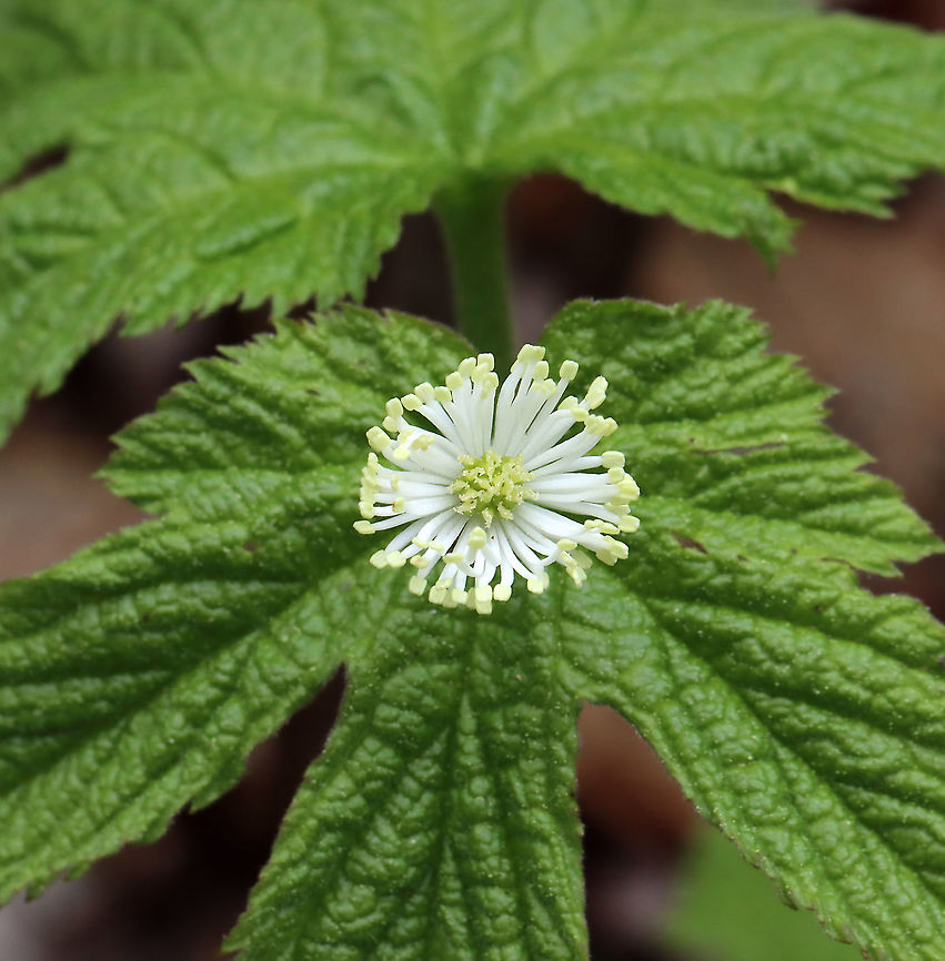 Goldenseal - Hydrastis canadensis This was a cool find! It's very rare in the Northeast.<br />
<br />
*Currently listed as Vulnerable by IUCN and Threatened in New York State. It is likely that it will become Endangered before long. A major threat to this species is illegal collecting.<br />
<br />
Habitat: Mesic forest Geotagged,Goldenseal,Hydrastis,Hydrastis canadensis,Spring,United States