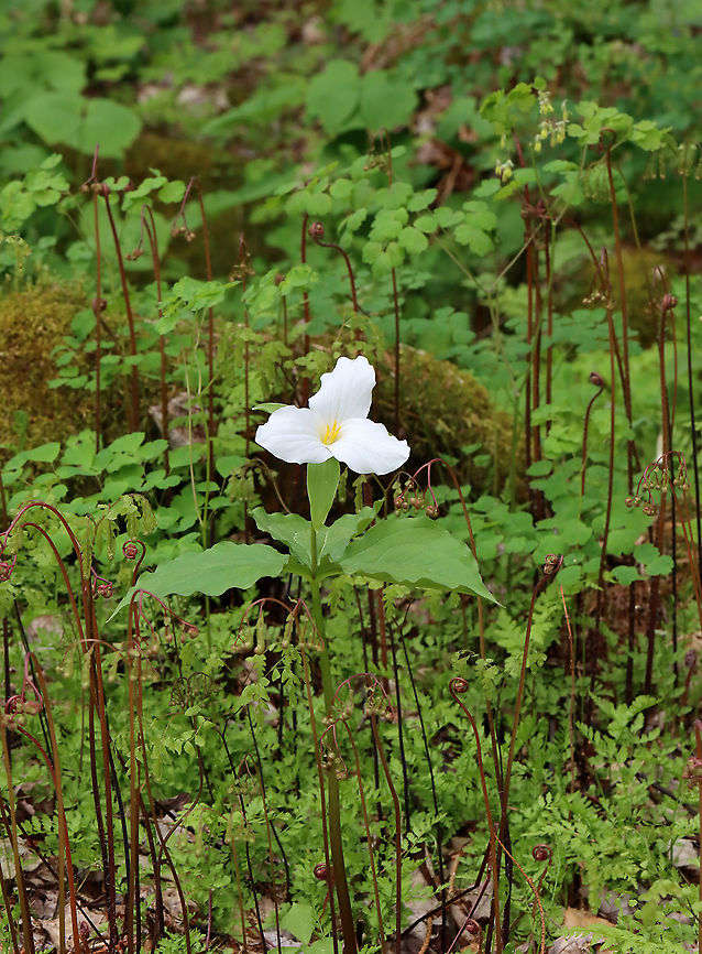 Great White Trillium - Trillium Grandiflorum Growing among the ferns &lt;3<br />
<br />
Habitat: Mesic forest Geotagged,Great white trillium,Spring,Trillium grandiflorum,United States. trillium
