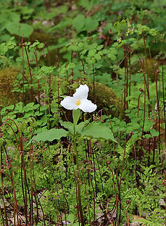 Great White Trillium - Trillium Grandiflorum Growing among the ferns <3

Habitat: Mesic forest Geotagged,Great white trillium,Spring,Trillium grandiflorum,United States. trillium