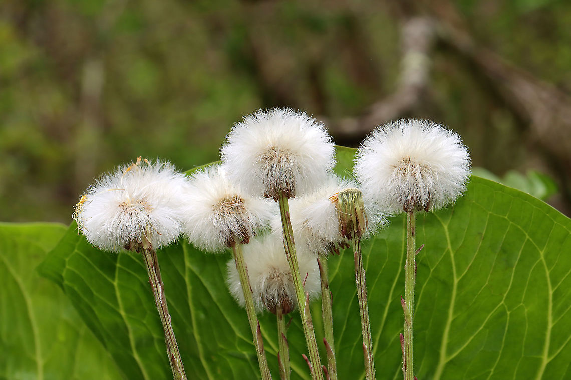 Coltsfoot Blowballs - Tussilago farfara A perennial, herbaceous plant whose flowers resemble a dandelion. Flowers bloom on leafless stems with the leaves appearing later.<br />
<br />
The genus name comes from the Latin word &quot;tussis&quot; (cough), which alludes to the plant&#039;s reputation as a treatment for coughs. The leaves and flowers of this plant are still used in herbal medicine as an expectorant. However, it has been found to contain traces of liver affecting pyrrolizidine alkaloids, which may be toxic in large doses.<br />
<br />
Habitat: Wetland Coltsfoot,Geotagged,Spring,Tussilago farfara,United States,blowball,tussilago