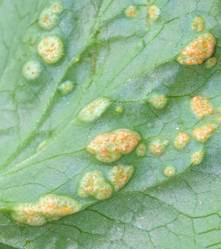 Violet Rust - Puccinia violae Habitat: Viola leaves; mesic forest<br />
<figure class="photo"><a href="https://www.jungledragon.com/image/114274/violet_rust_-_puccinia_violae.html" title="Violet Rust - Puccinia violae"><img src="https://s3.amazonaws.com/media.jungledragon.com/images/3232/114274_thumb.jpg?AWSAccessKeyId=05GMT0V3GWVNE7GGM1R2&Expires=1767225610&Signature=AkN4890co3AzlMfYXr40DJHHmtA%3D" width="136" height="152" alt="Violet Rust - Puccinia violae Habitat: Viola leaves; mesic forest<br />
https://www.jungledragon.com/image/114273/violet_rust_-_puccinia_violae.html Geotagged,Puccinia violae,Spring,United States,Violet Rust" /></a></figure> Geotagged,Phragmidium violaceum,Puccinia,Puccinia violae,Spring,United States,Viola,Violet Rust,fungus,rust