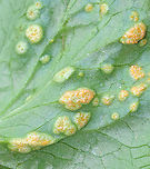 Violet Rust - Puccinia violae Habitat: Viola leaves; mesic forest<br />
https://www.jungledragon.com/image/114274/violet_rust_-_puccinia_violae.html Geotagged,Phragmidium violaceum,Puccinia,Puccinia violae,Spring,United States,Viola,Violet Rust,fungus,rust