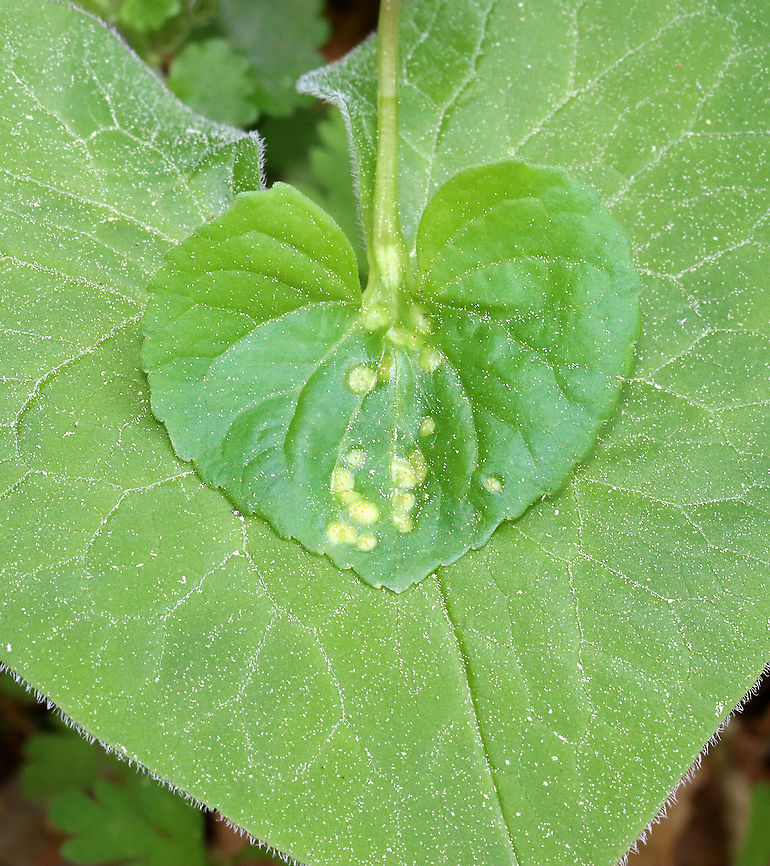 Violet Rust - Puccinia violae Habitat: Viola leaves; mesic forest<br />
<figure class="photo"><a href="https://www.jungledragon.com/image/114273/violet_rust_-_puccinia_violae.html" title="Violet Rust - Puccinia violae"><img src="https://s3.amazonaws.com/media.jungledragon.com/images/3232/114273_thumb.jpg?AWSAccessKeyId=05GMT0V3GWVNE7GGM1R2&Expires=1759968010&Signature=ox8ApQQeqwgEXPE2GbUubYANY6o%3D" width="136" height="152" alt="Violet Rust - Puccinia violae Habitat: Viola leaves; mesic forest<br />
https://www.jungledragon.com/image/114274/violet_rust_-_puccinia_violae.html Geotagged,Phragmidium violaceum,Puccinia,Puccinia violae,Spring,United States,Viola,Violet Rust,fungus,rust" /></a></figure> Geotagged,Puccinia violae,Spring,United States,Violet Rust