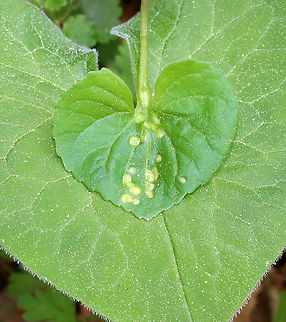 Violet Rust - Puccinia violae Habitat: Viola leaves; mesic forest
https://www.jungledragon.com/image/114273/violet_rust_-_puccinia_violae.html Geotagged,Puccinia violae,Spring,United States,Violet Rust