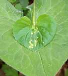 Violet Rust - Puccinia violae Habitat: Viola leaves; mesic forest<br />
https://www.jungledragon.com/image/114273/violet_rust_-_puccinia_violae.html Geotagged,Puccinia violae,Spring,United States,Violet Rust