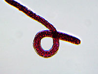 Pork Worm (Female) - Trichinella spiralis Pork worm is a parasite of rodents, pigs, bears, hyenas, and humans It causes the disease trichinosis. It is acquired when a host eats undercooked, infected meat. Usually, the infection is minor and causes diarrhea, abdominal pain, and vomiting. But, complications can occur.<br />
<br />
*Microscope whole mount slide<br />
https://www.jungledragon.com/image/114307/pork_worm_female_-_trichinella_spiralis.html Geotagged,Trichinella,Trichinella spiralis,United States,Winter,nematode,pork worm