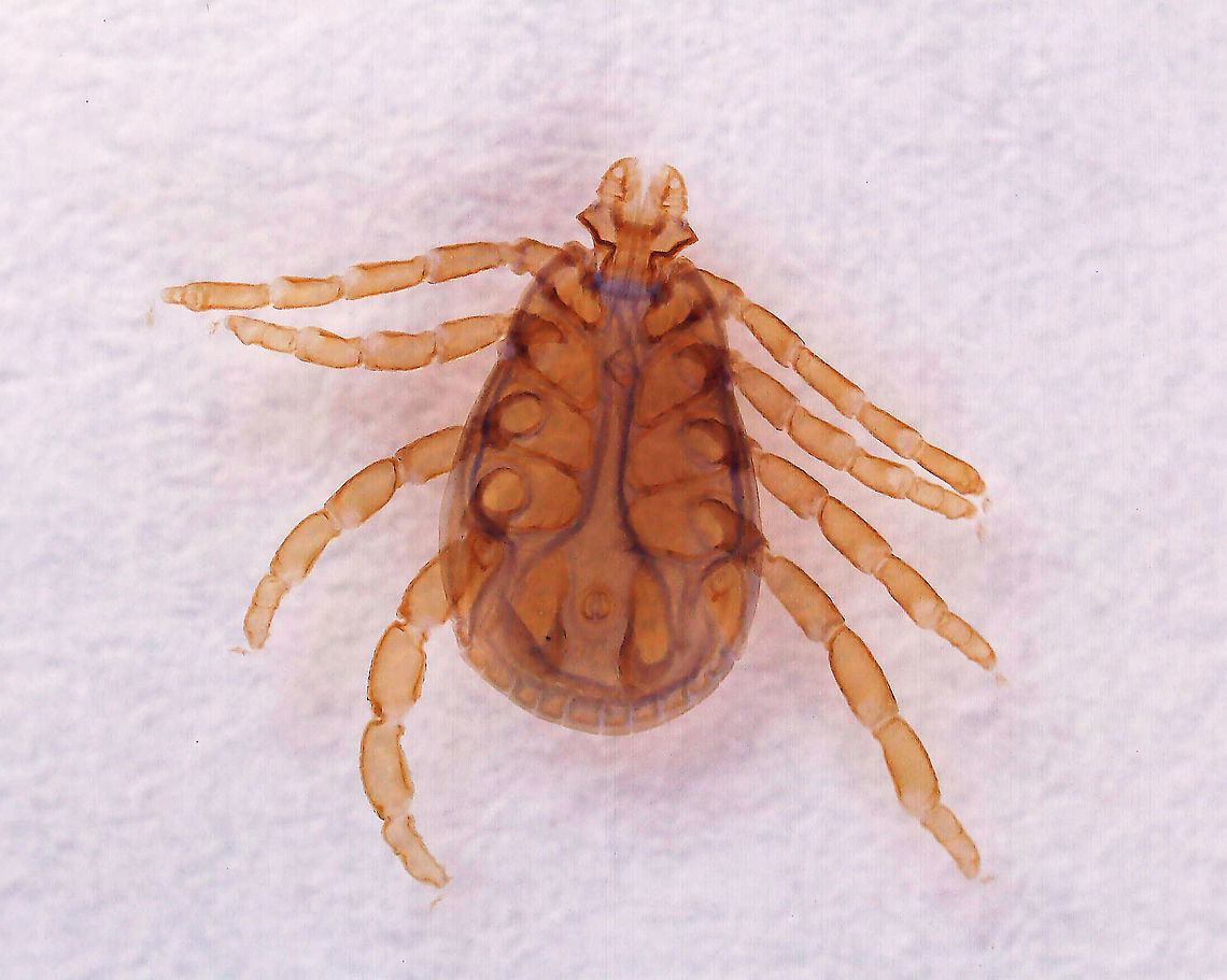 Brown Dog Tick (Nymph) - Rhipicephalus sanguineus I was surprised that we didn&#039;t have any photos of this species on JD because it is found worldwide...So, here it is.<br />
<br />
Brown dog ticks are easy to recognize because they are brown, lack ornamentation, and have a hexagonal basis capituli.   Adults grow to just over 3 mm in length.<br />
<br />
It is medically significant in that it can transmit many pathogens to dogs that induce diseases, such as tick typhus, Rocky Mountain spotted fever, babesiosis, and ehrlichiosis. <br />
<br />
*Whole mount slide Geotagged,Rhipicephalus,Rhipicephalus sanguineus,United States,brown dog tick,dog tick,kennel tick,nymph,pantropical dog tick,tick,tick nymph