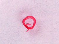 Blood Fluke (Male) - Schistosoma mansoni Schistosoma mansoni is a water-borne parasite in humans. It is the most prevalent parasite in humans and causes intestinal schistosomiasis, which infects over 250 million people worldwide. It is considered to be a Neglected Tropical Disease. Treatment is inexpensive and only costs about US$0.20 per child per year! And yet, treatment is still hard to obtain in poor, developing countries.<br />
<br />
The disease is spread by contact with fresh water contaminated with the parasites, which are released from infected snails. Symptoms include abdominal pain and diarrhea . Long-term, it can cause liver damage, kidney failure, infertility, or bladder cancer. Children are particularly vulnerable because they play in water, which is often contaminated with infected snails.<br />
<br />
*Whole mount slide; this photo was taken at low magnification, just so that I could get a shot of the entire worm.<br />
https://www.jungledragon.com/image/114415/blood_fluke_male_-_schistosoma_mansoni.html<br />
https://www.jungledragon.com/image/114414/blood_fluke_male_-_schistosoma_mansoni.html Geotagged,Schistosoma mansoni,United States