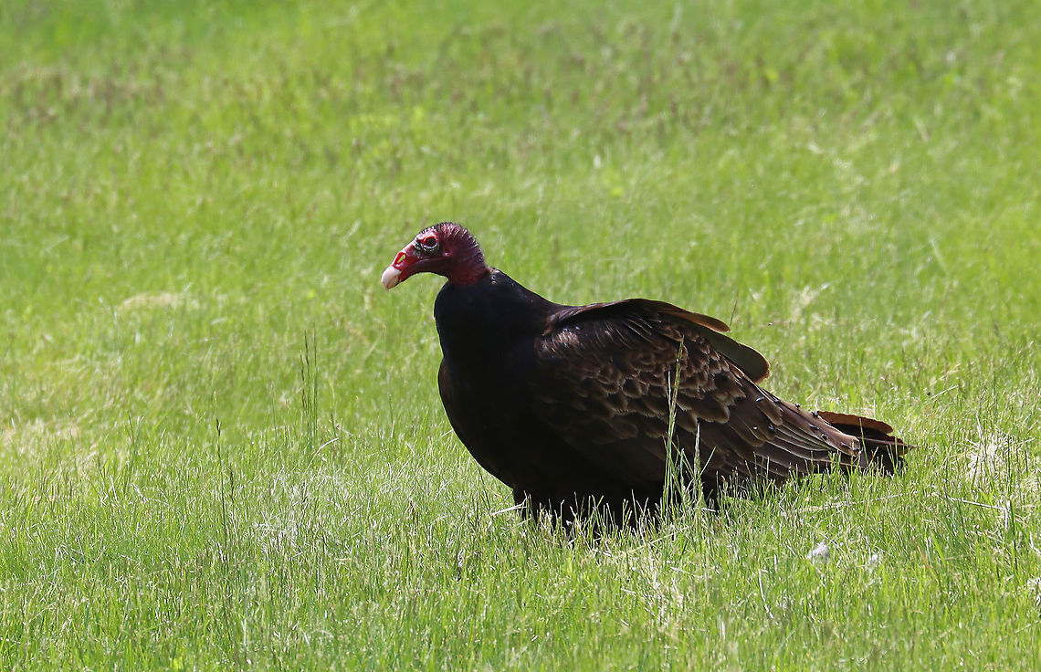 Turkey Vulture - Cathartes aura I spotted two turkey vultures in a field with a dead critter. This vulture was covered in flies that had been buzzing around the dead thing.<br />
<br />
Habitat: Open field on the side of the road Cathartes aura,Geotagged,Spring,Turkey vulture,United States